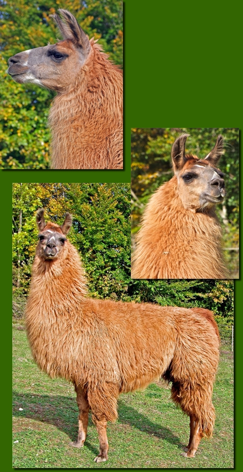 LamahengsgteDonCarlos00