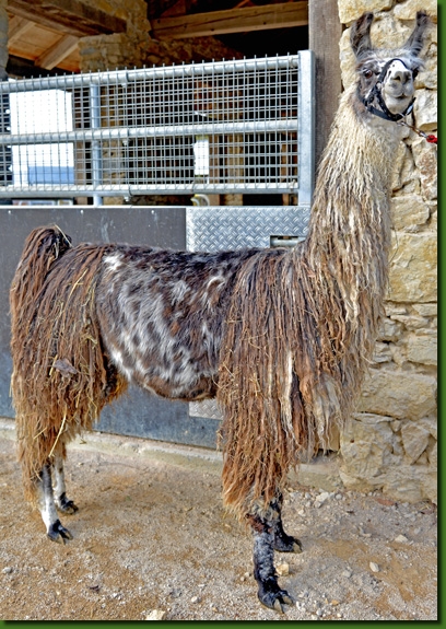 LamahengstCalimero03