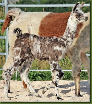 LamahengstCalimero00