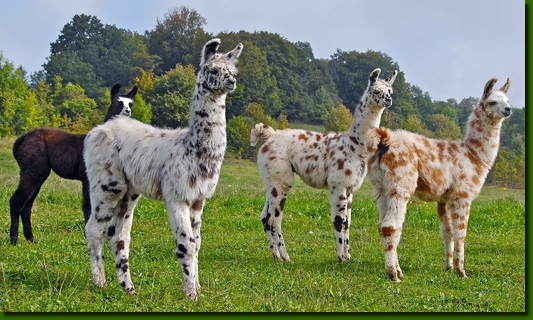 LamahengsteAppaloosa00