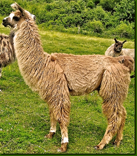 LamahengsteBarabas01