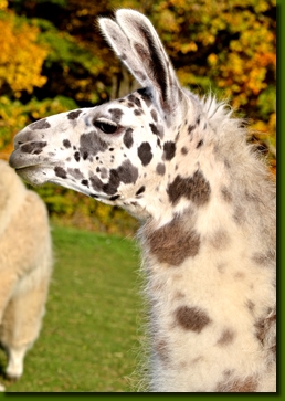 LamahengsteBongito03