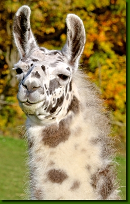 LamahengsteBongito04