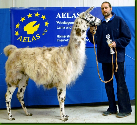 LamahengsteBongito09