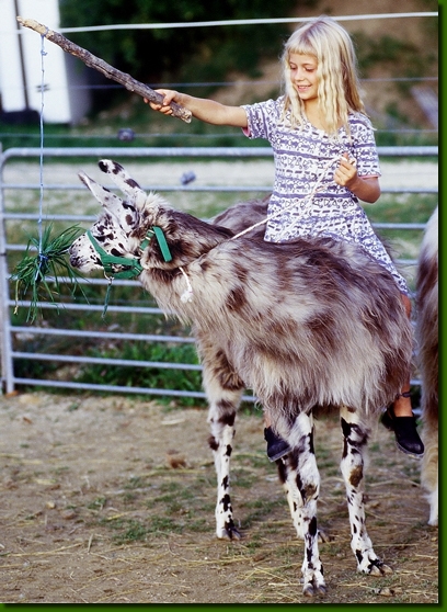 LamahengsteBongoGrass