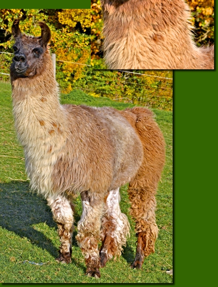 LamahengsteCasanova03