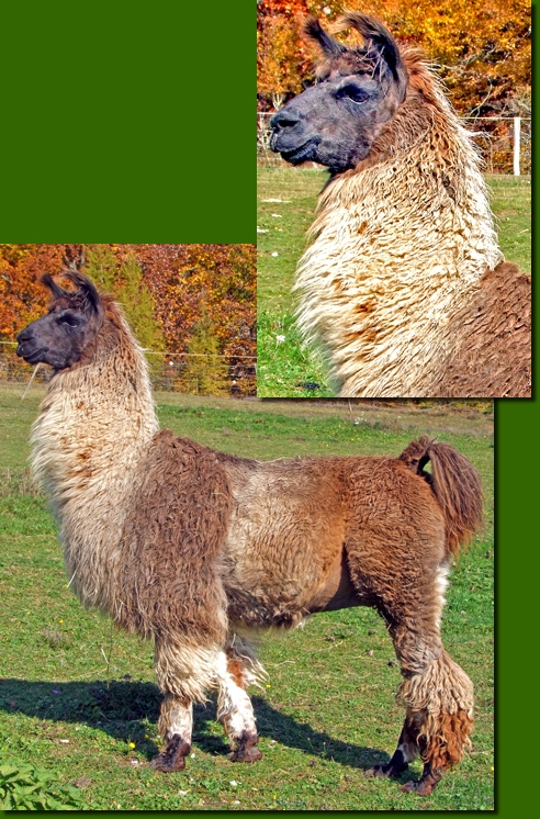 LamahengsteCasanova02