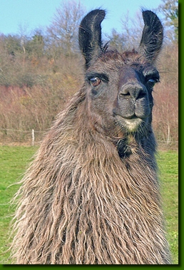 LamahengsteChungaro02