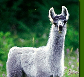 LamahengsteChungaro06