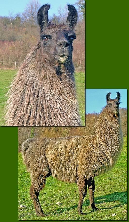 LamahengsteChungaro05