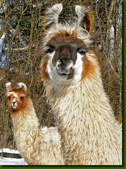 LamahengsteCondorito05