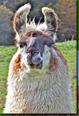 LamahengsteCondorito00