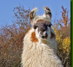 LamahengsteCondorito01