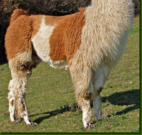 LamahengsteCondorito01