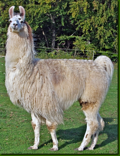 LamahengsteDonJuan11