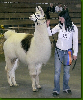 LamahengsteDonJuan09