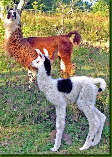 LamahengsteDonJuanMa