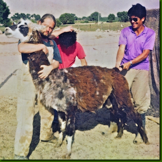 LamahengsteFandango02