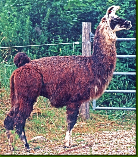 LamahengsteFandango03a