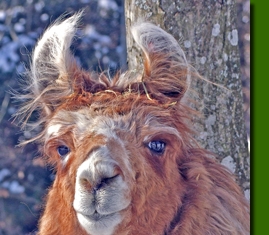 LamahengsteGeronimo03