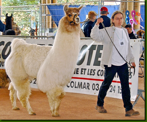 LamahengsteGeronimoLB