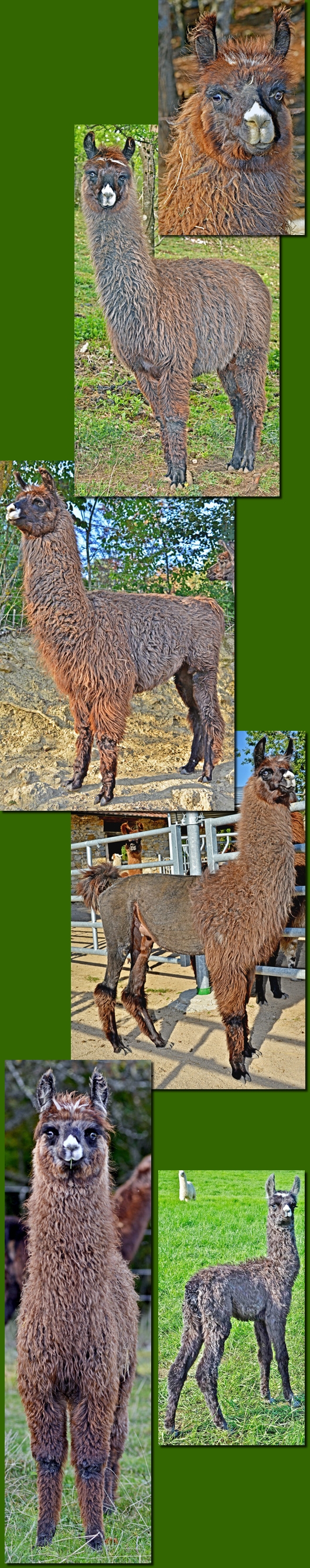 LamahengsteGregorio03