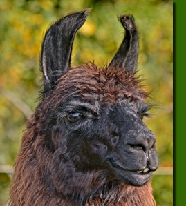 LamahengsteJucatan01