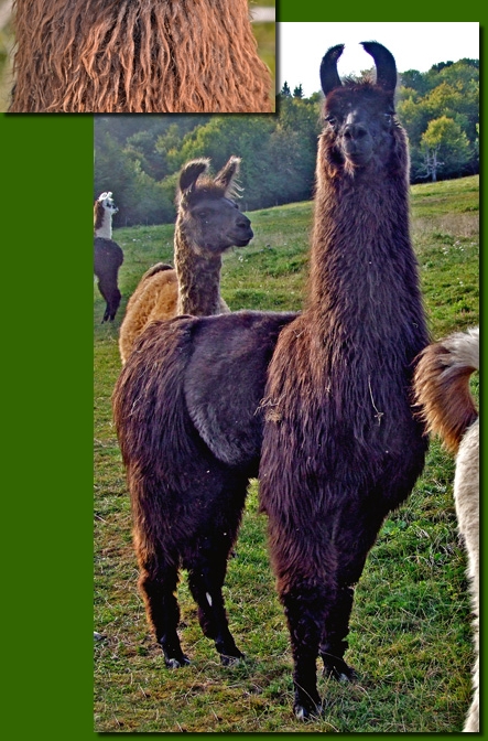 LamahengsteJucatan01