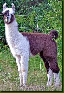 LamahengsteMacumbo03