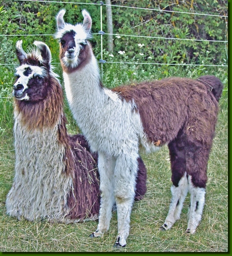 LamahengsteMacumboMa