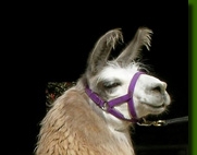 LamahengsteRosario02