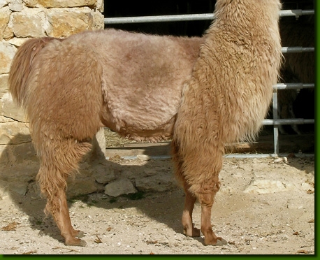 LamahengsteRosario02