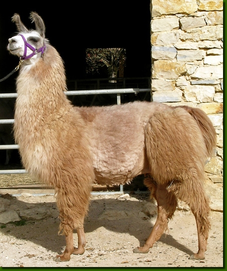 LamahengsteRosario03