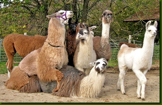 LamahengsteRosario03a