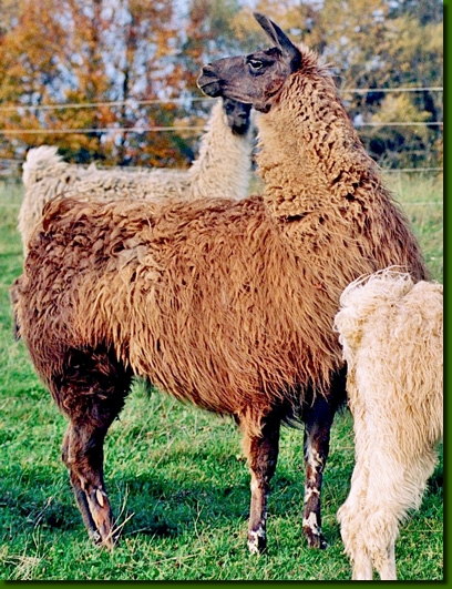 LamahengsteTarapaco02