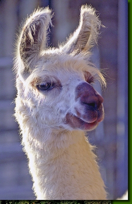 LamahengsteTiwanaku01