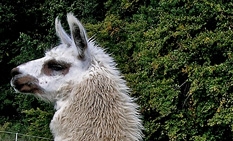 LamahengsteTiwanaku02