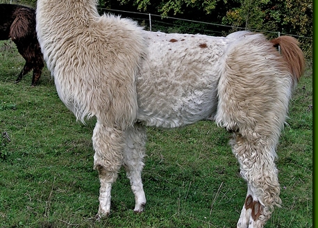 LamahengsteTiwanaku02