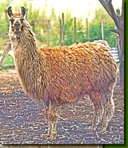 LamahengsteTiwanakuMa