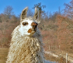 LamahengsteTiwanaku04