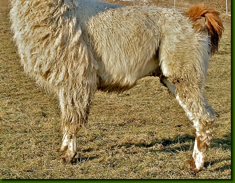 LamahengsteTiwanaku04