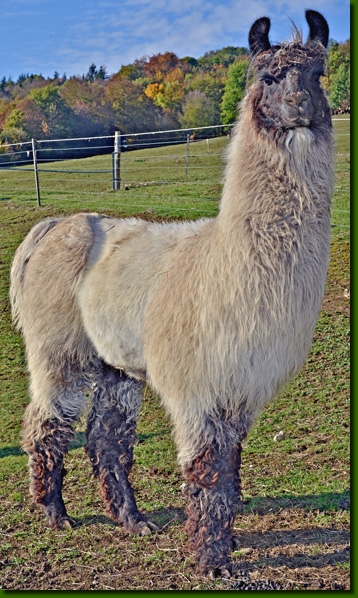 LamaHengstGoodEvening02