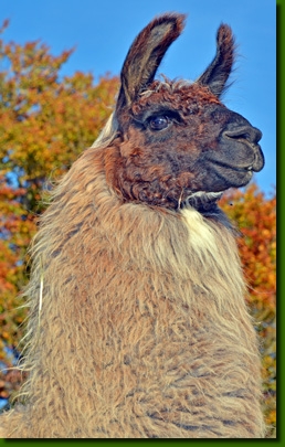 LamaHengstGoodEveningP01