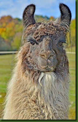 LamaHengstGoodEveningP02