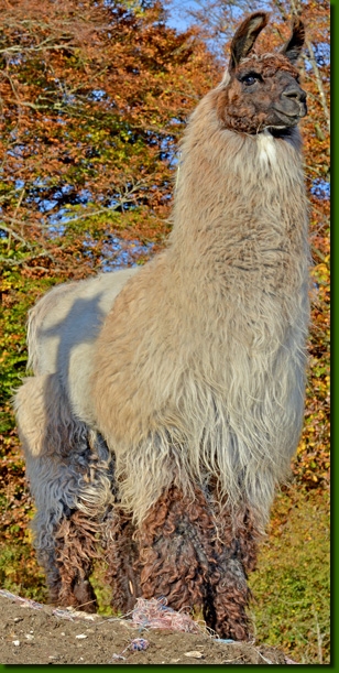 LamaHengstGoodEvening01