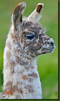 LamaHengstYamboroP01