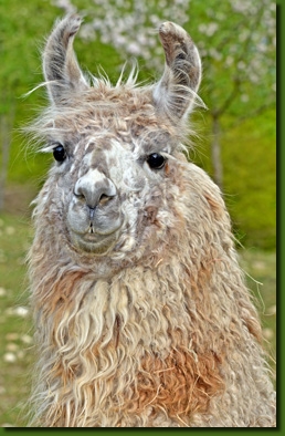 LamaHengstYamboroP03