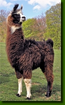 LamasDonJuanCrias004