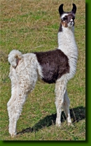 LamasDonJuanCrias003