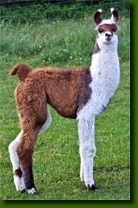 LamasDonJuanCrias002